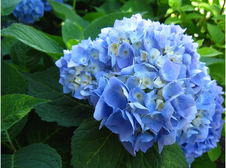 ortensie