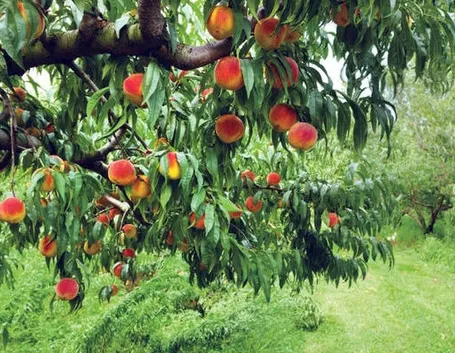 Albero pesco