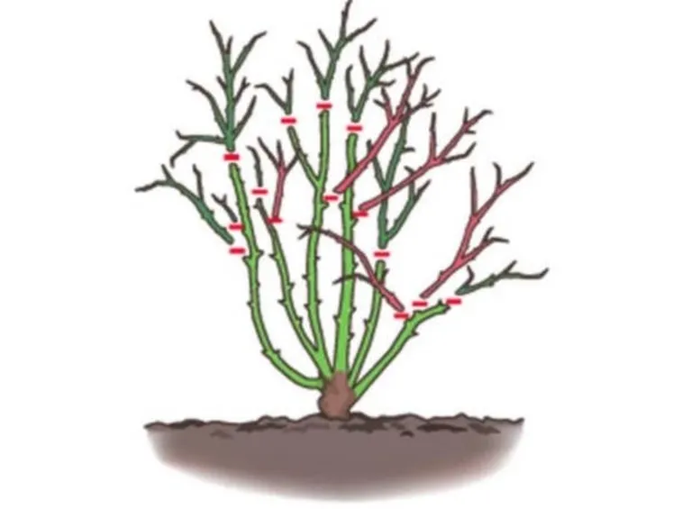 potatura rose
