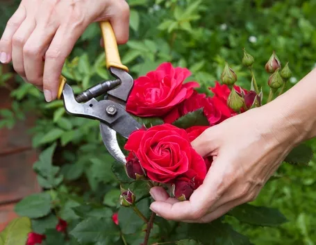 Potatura rose