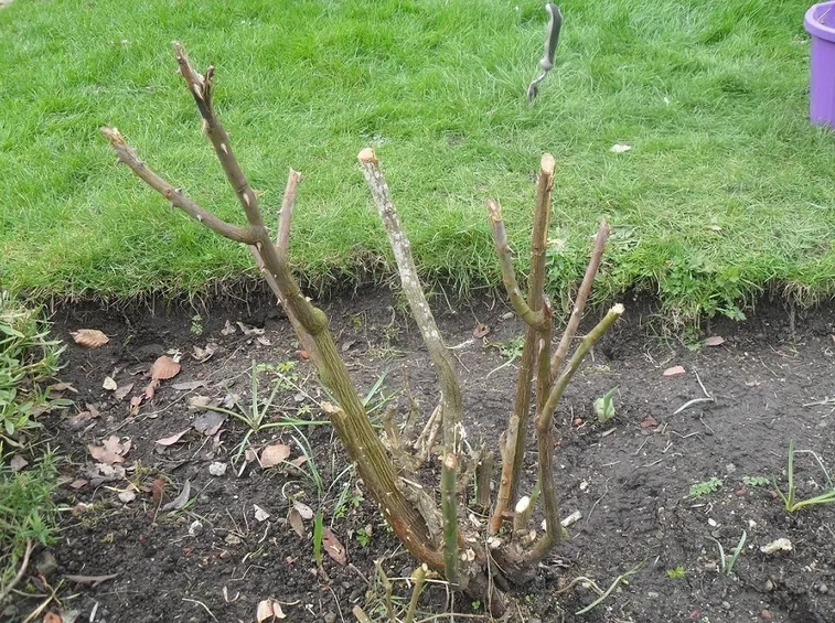 Potatura invernale