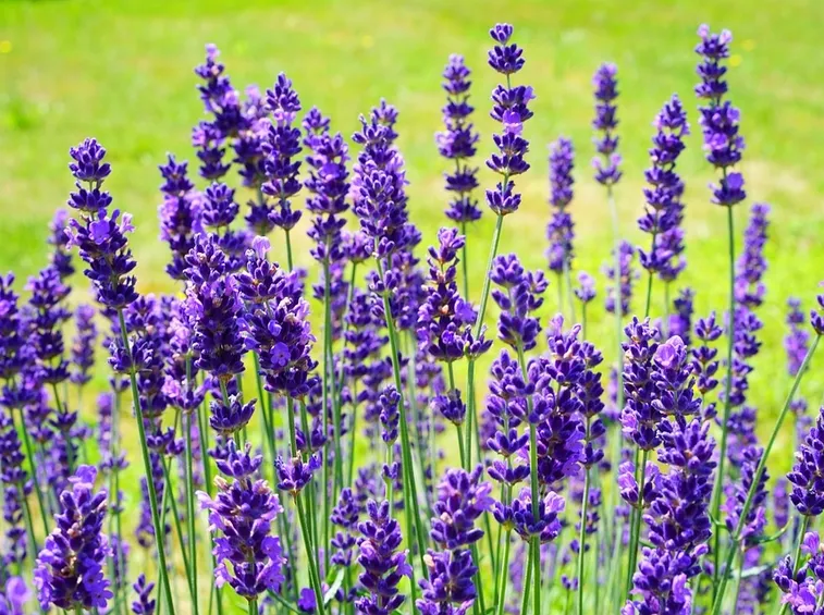Fiori di lavanda