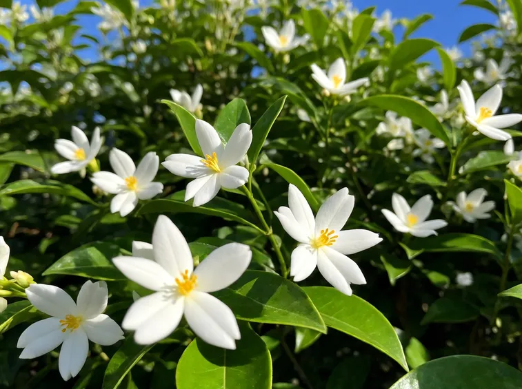 Gelsomino fiore