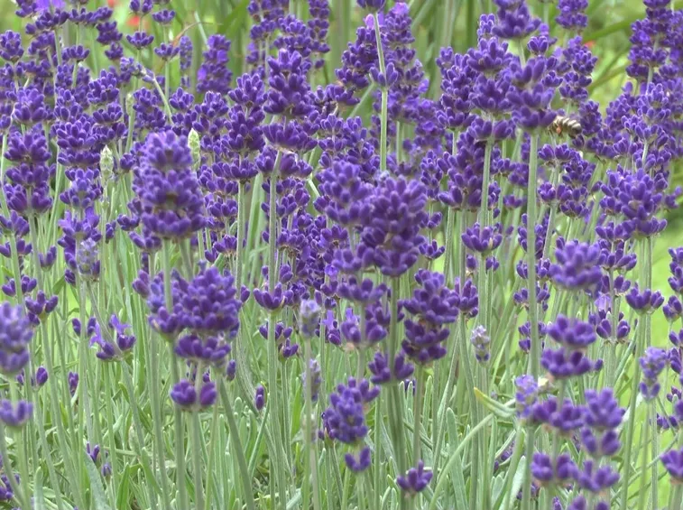 Coltivazione lavanda