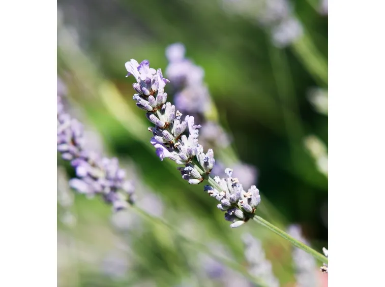 Pianta lavanda