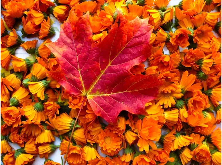 Quando programmare la gita: il calendario del foliage da nord a sud