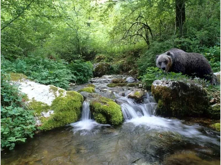 Esemplare di orso
