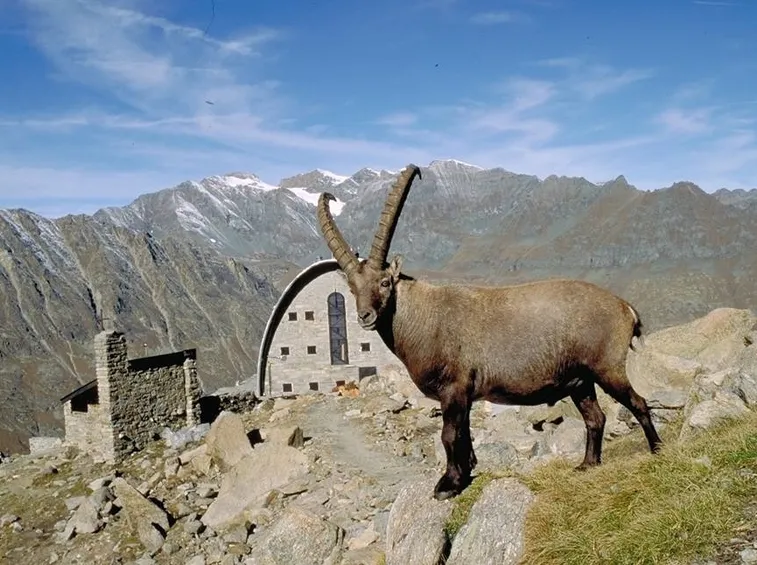 Lo stambecco animale emblema del Parco del Gran Paradiso