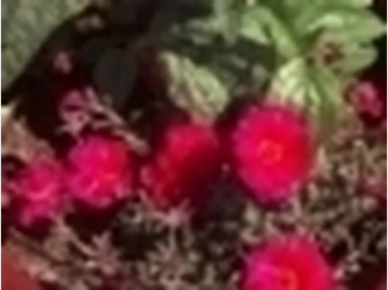 portulaca