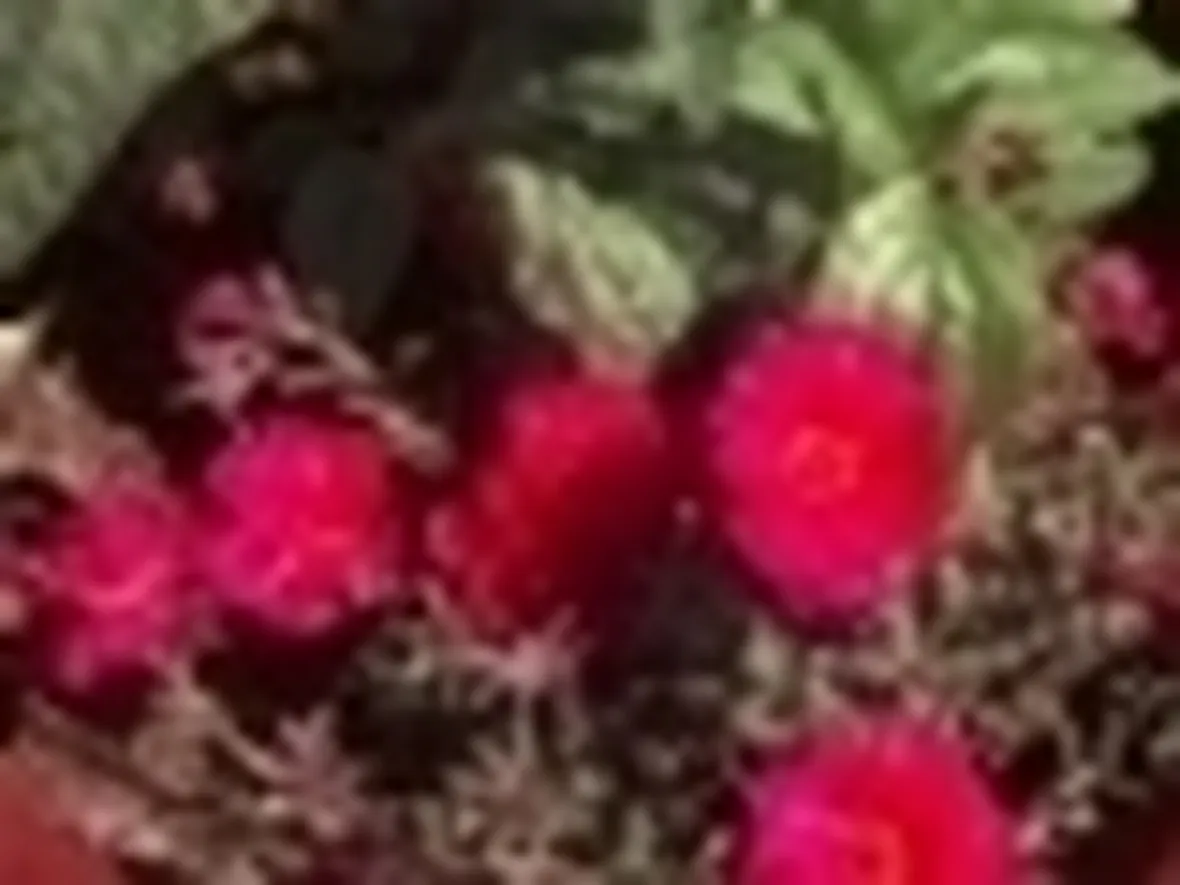 portulaca