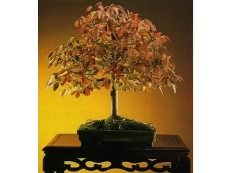 zelkova