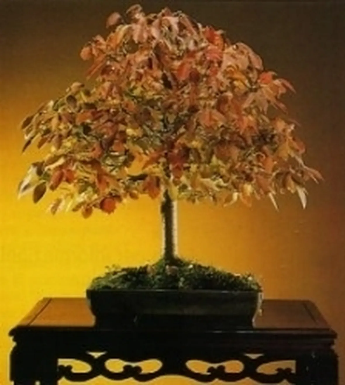 zelkova