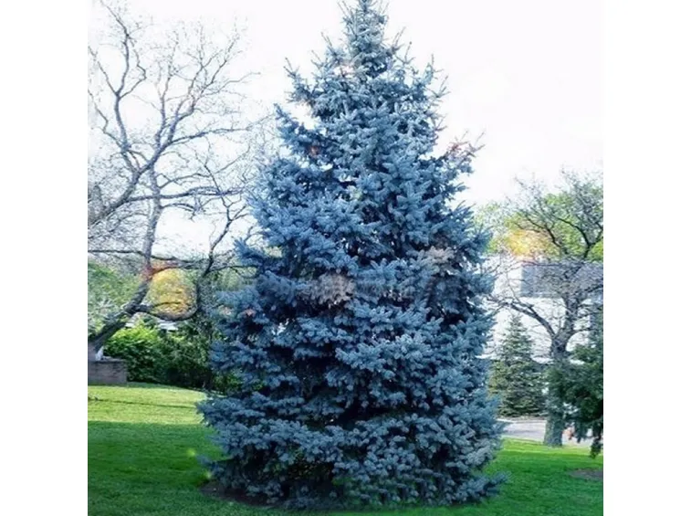 Abete argentato