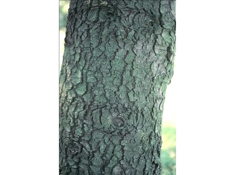 corteccia abete argentato