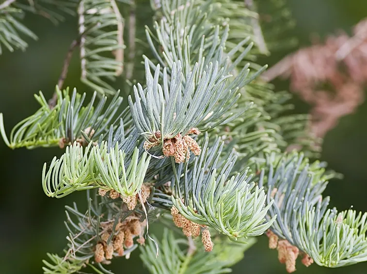 abete del colorado