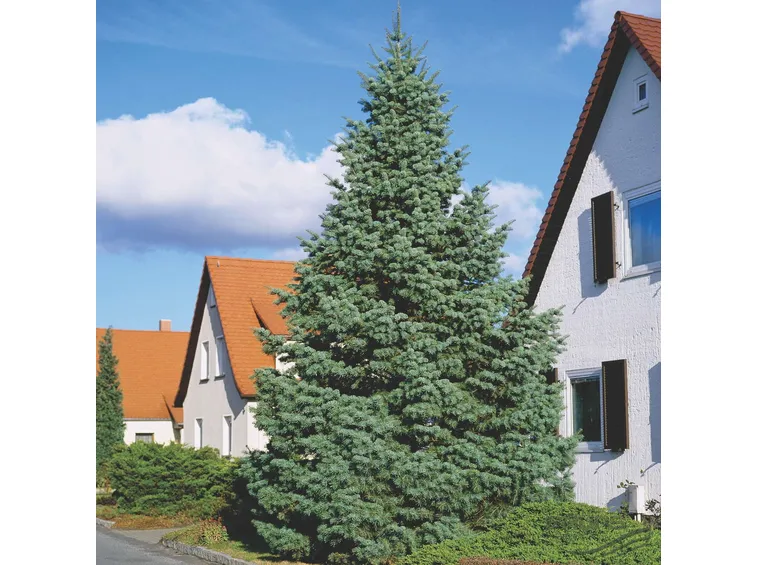 abies concolor