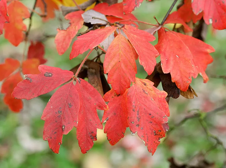 Acer griseum - Albero