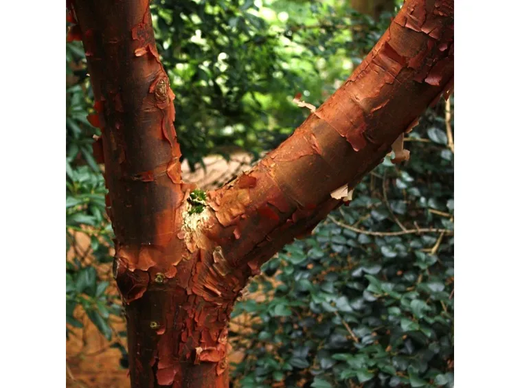 corteccia acero grigio