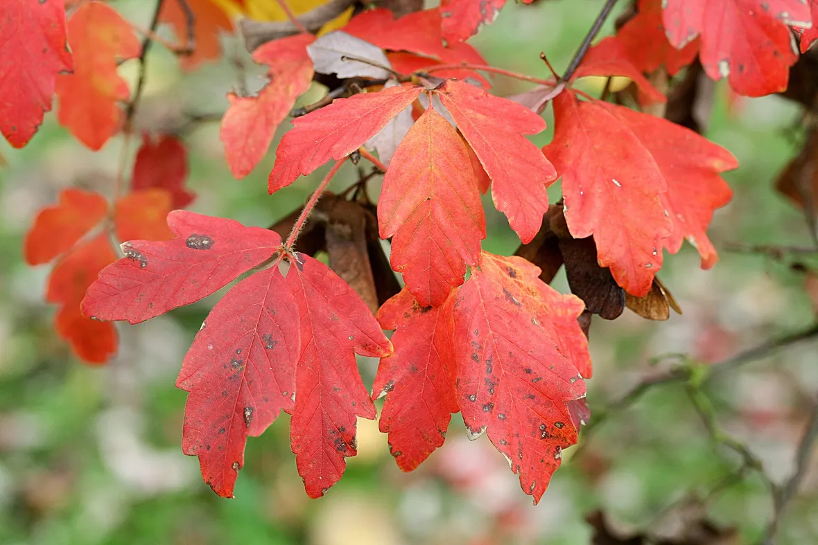 Acer griseum - Albero