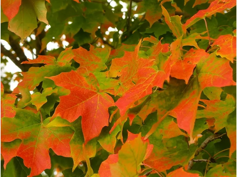 Acer saccharum