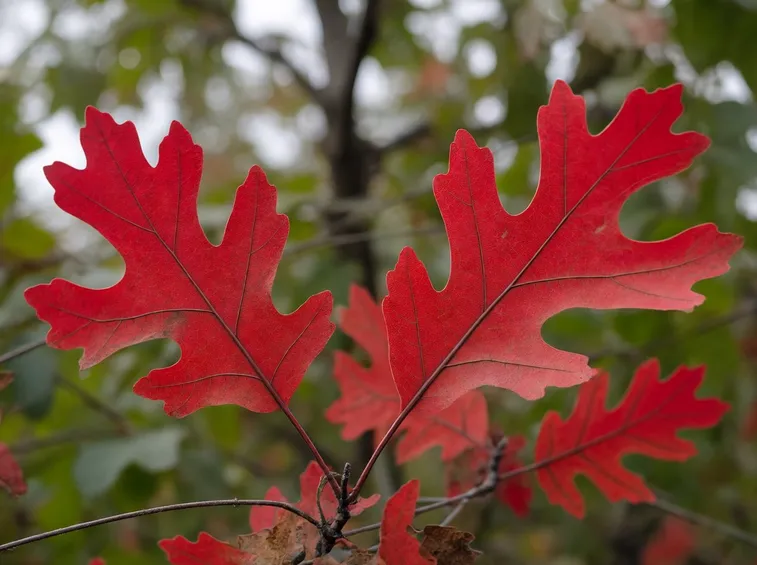 quercia rossa