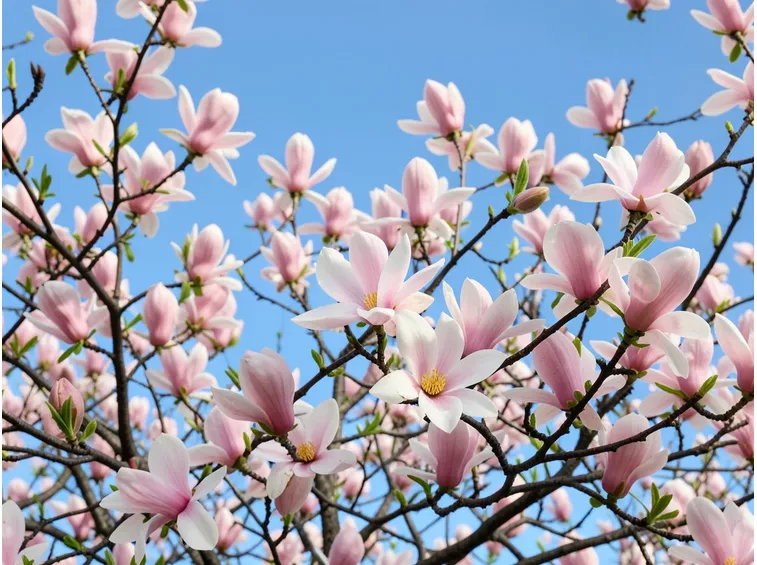 MAGNOGLIA