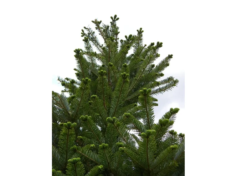 abete bianco