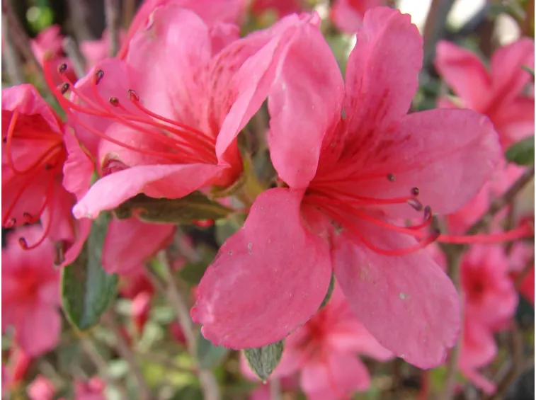 rododendro