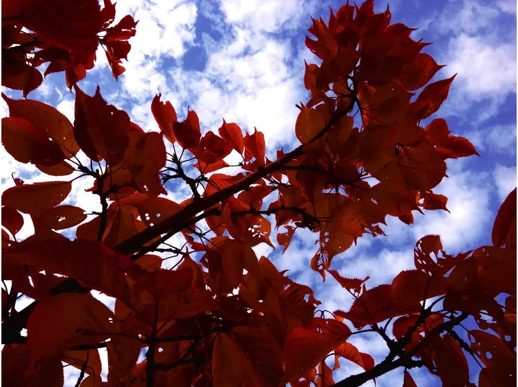 prunus