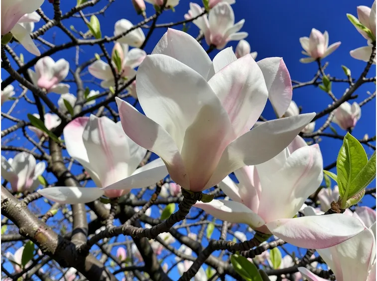 magnolia