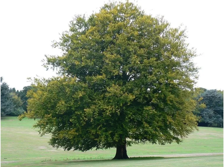 l’albero 