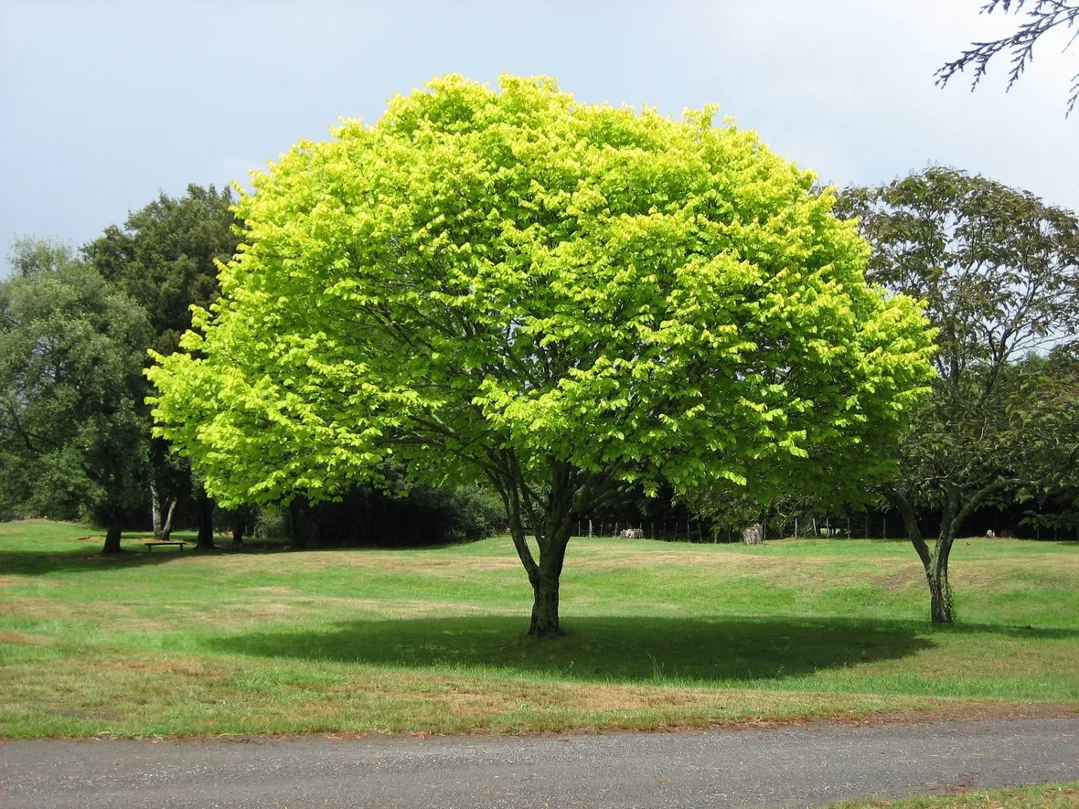 L’albero