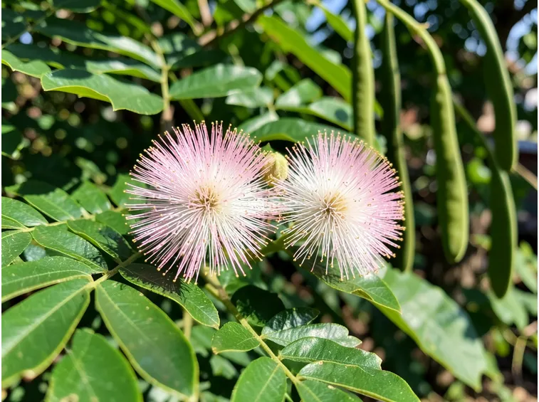 albizia