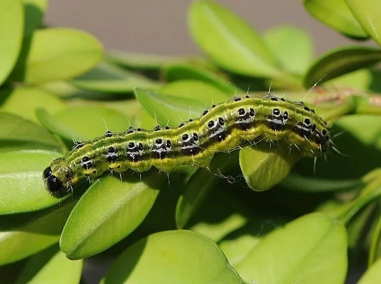 Parassiti