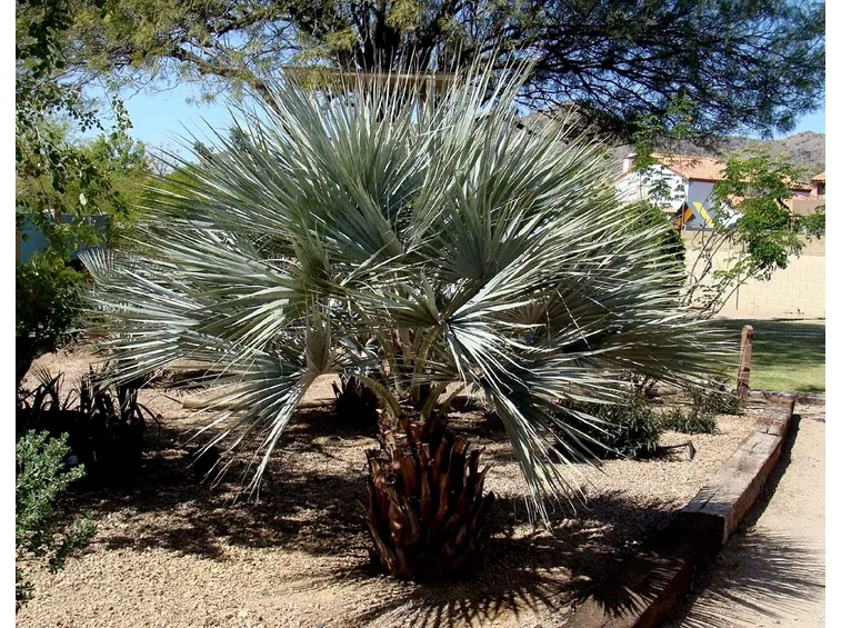 Brahea esemplare vetusto