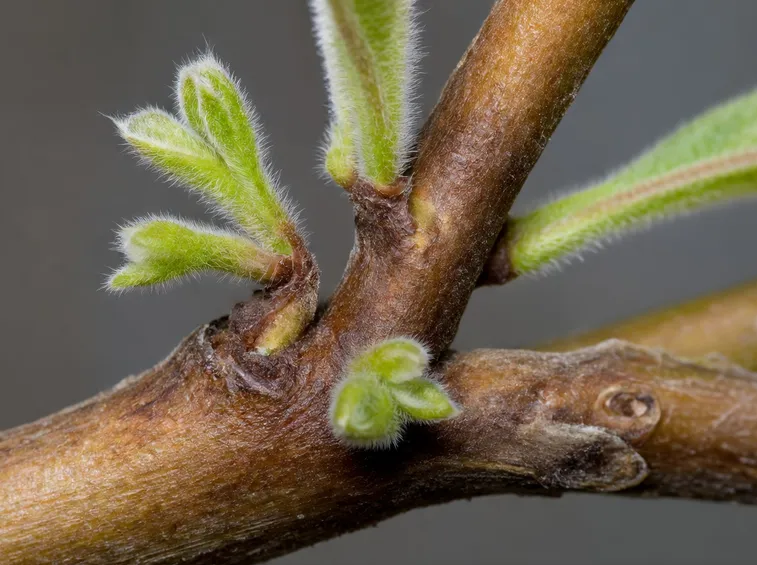 Broussonetia