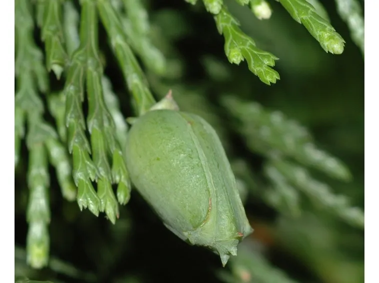 particolare cedro della california