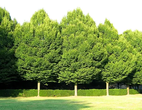 Carpino piante