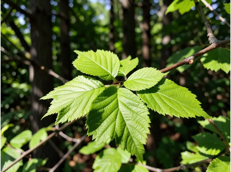 carpinus betulus