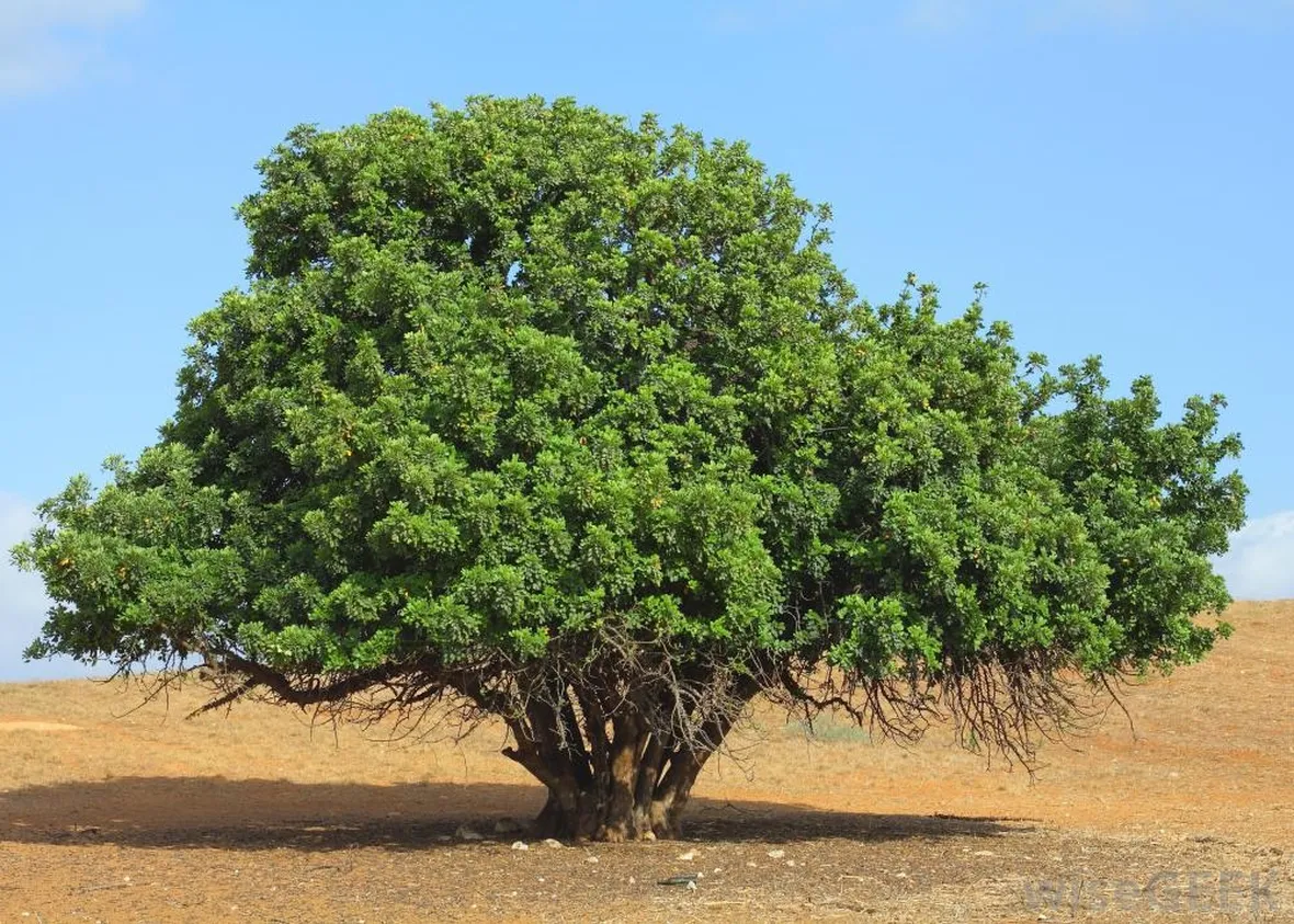Pianta carrubo terreno