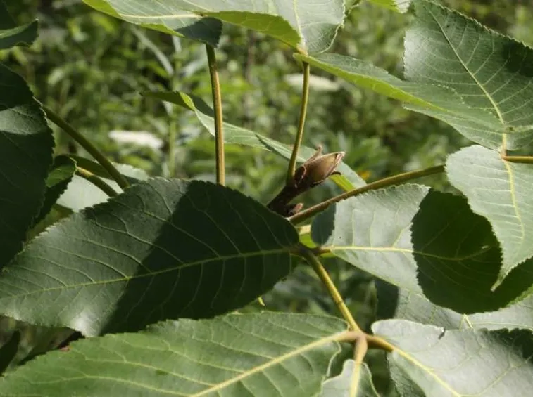 foglie noce pecan