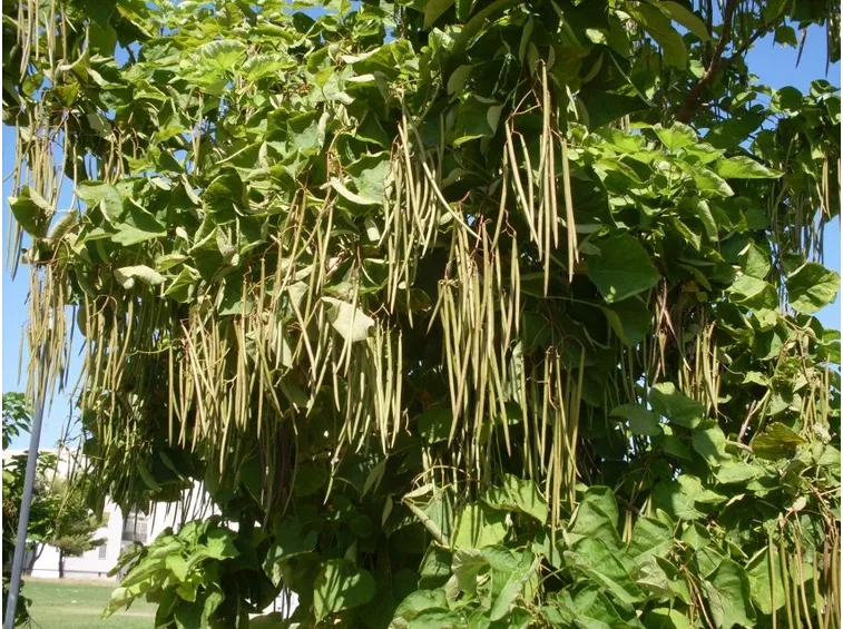 catalpa