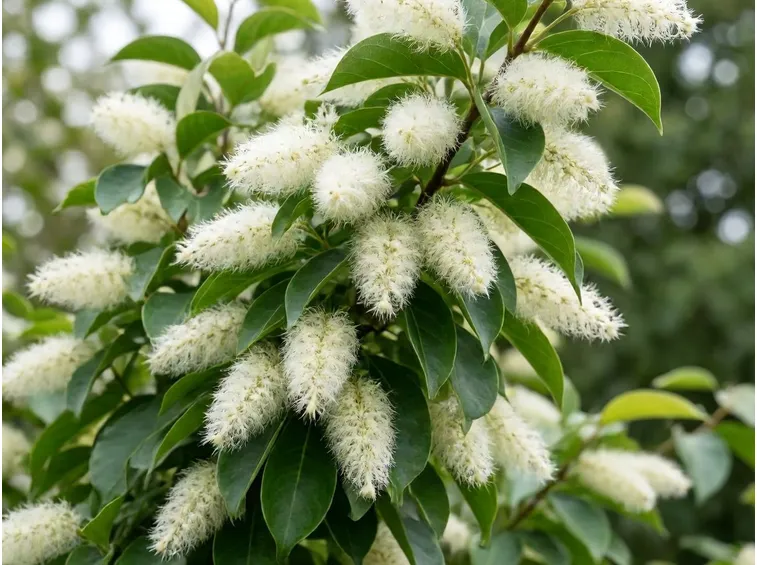 Fiori orniello