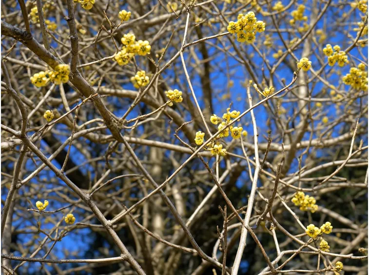 Corniolo fiori