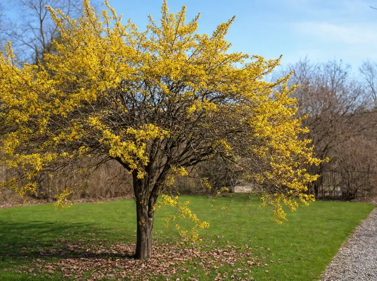 cornus mas
