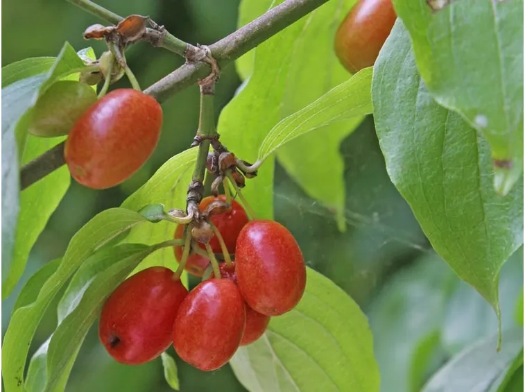 I frutti del corniolo