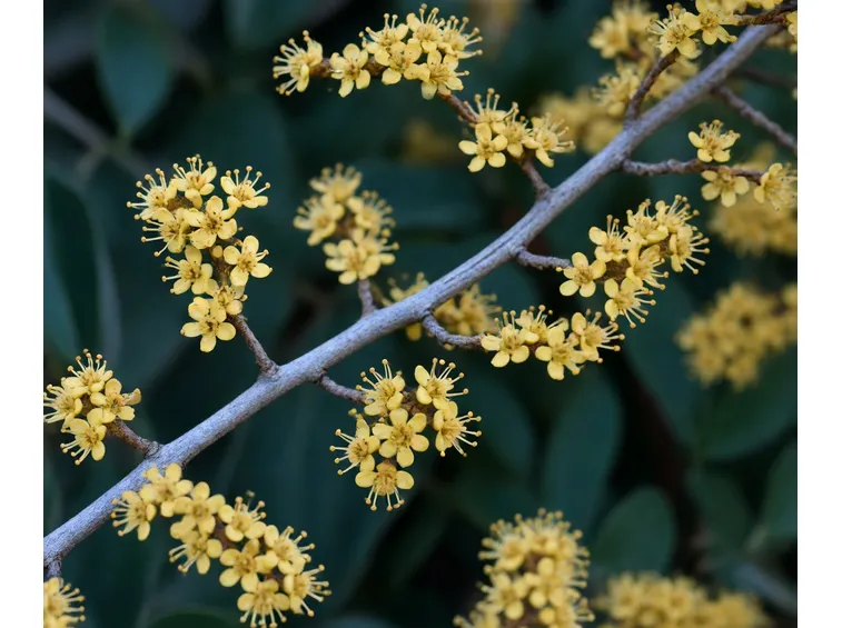 cornus mas