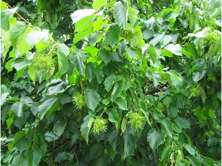 corylus colurna habitus