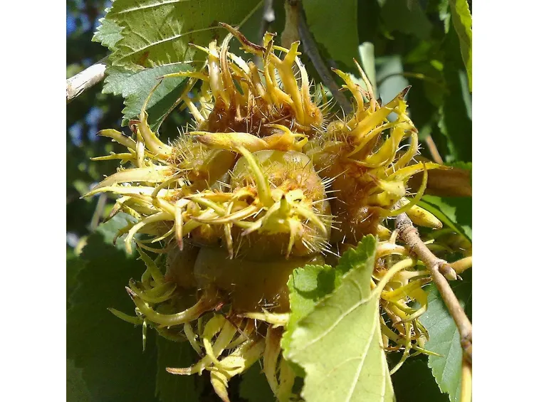 frutto colurno