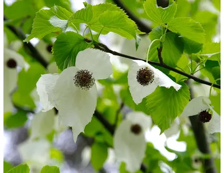 Davidia fiori